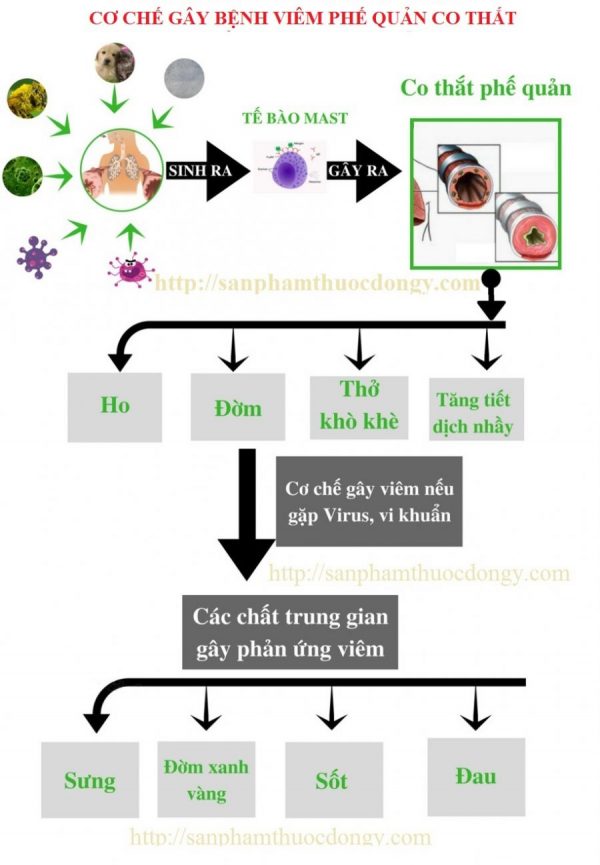 Cơ chế gây khó thở do viêm phế quản co thắt