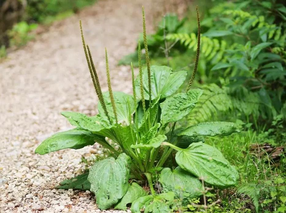Tác dụng của cây mã đề