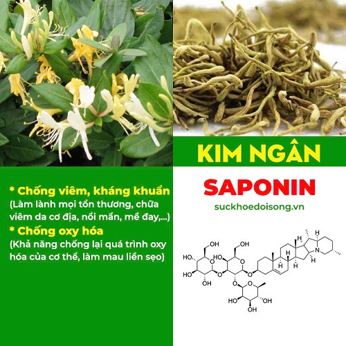 Thành phần Kim ngân phong 1