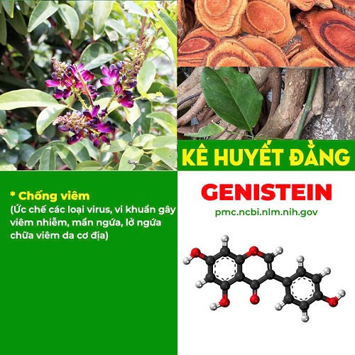 Thành phần Kim ngân phong 6