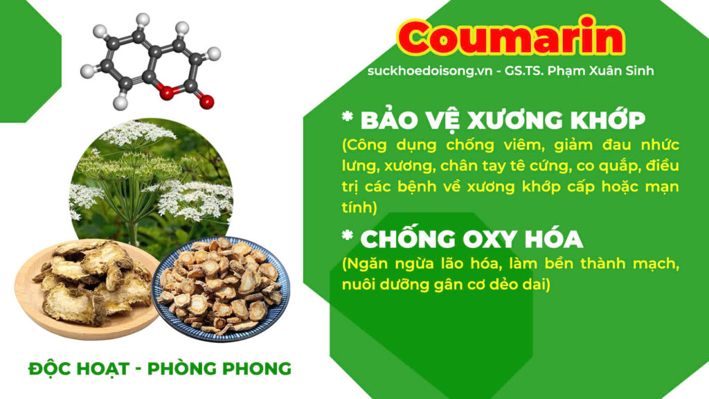 Thành phần PQA Phòng phong