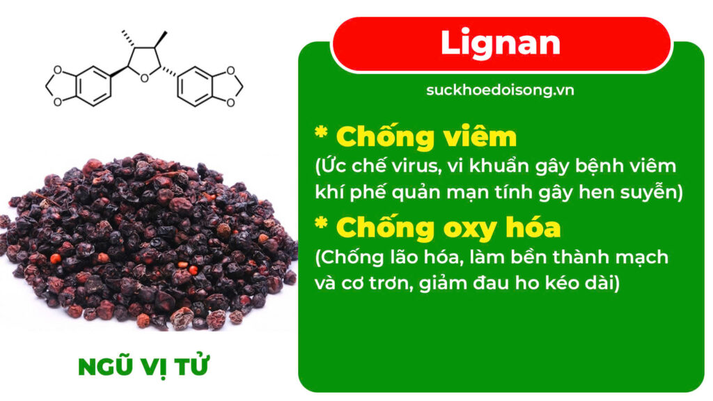 Thành phần viên nén phế quản 2