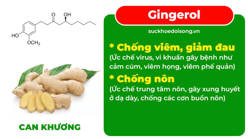 Thành phần viên nén phế quản 3