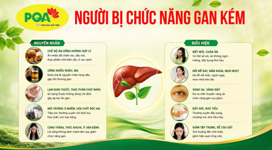 Nguyên nhân và biểu hiện của chức năng gan kém