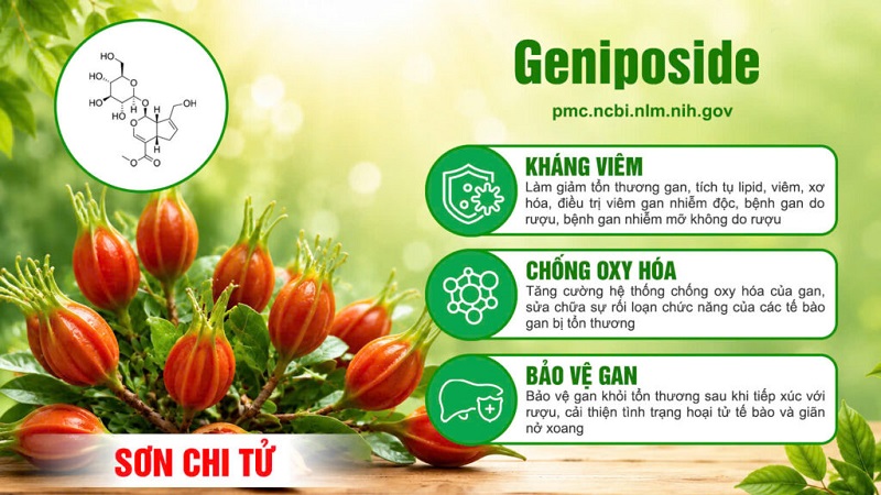 Thành phần viên bổ gan PQA 5